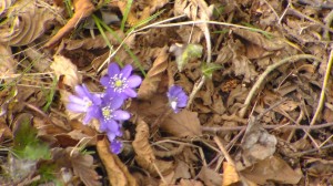 SAM_0637